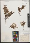 Foto von Salix waldsteiniana Willd.
